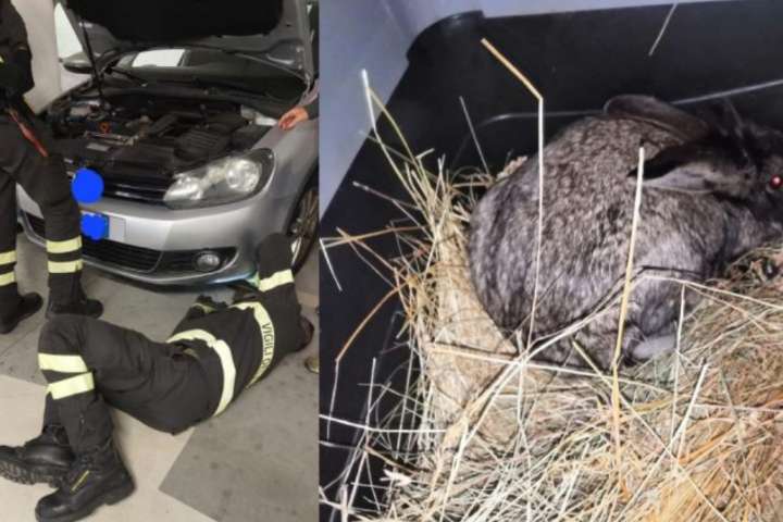 pompieri soccorrono e salvano mamma coniglio e cuccioli