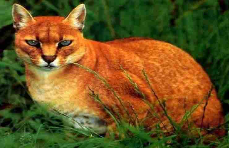 avvistato raro gatto tibetano