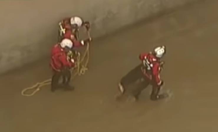 cane vigili del fuoco