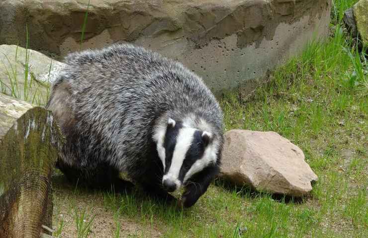 animale domestico fuggito soccorritori trovano altro animale