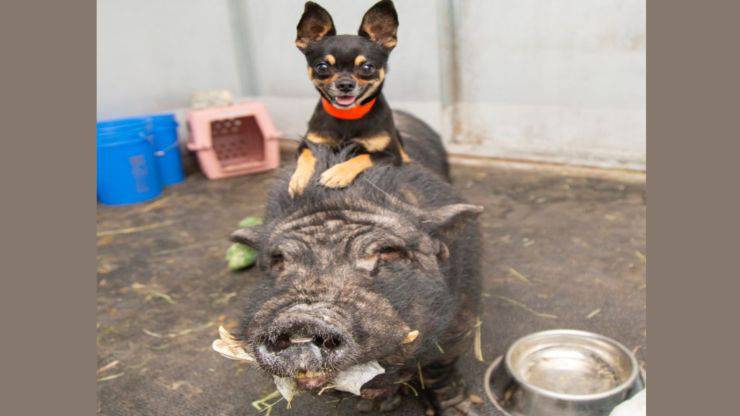 maiale e chihuahua amici