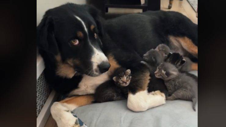 Cane fa da babysitter