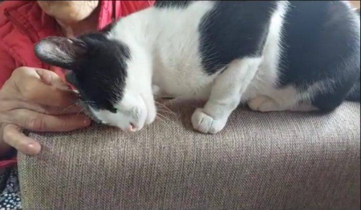 gatto piange tik tok