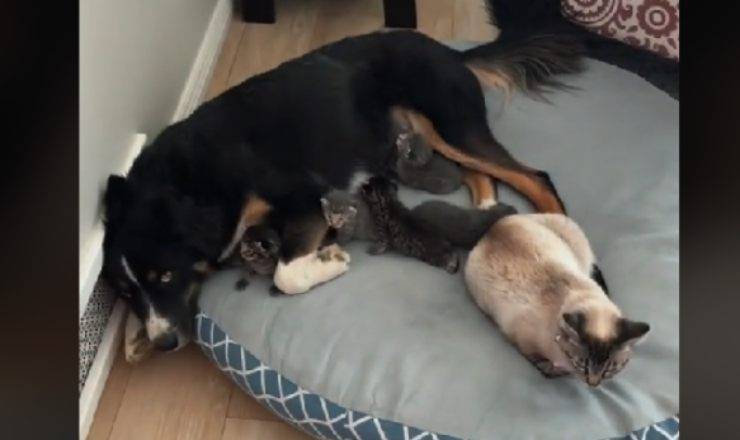 Cane si prende cura di gatti