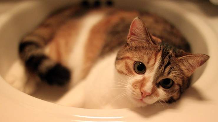 abitudini strane gatti