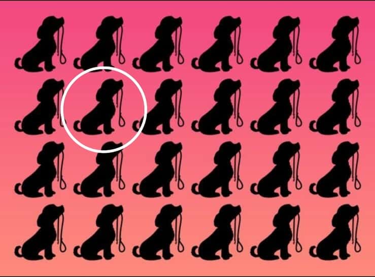 soluzione del test visivo del cane diverso 