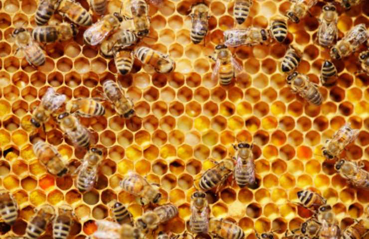 giornata mondiale impollinatori