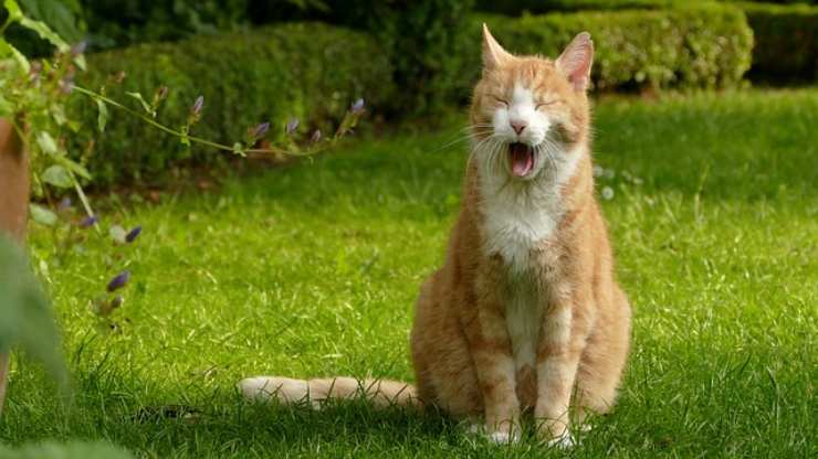 avvelenamento da fertilizzante nel gatto