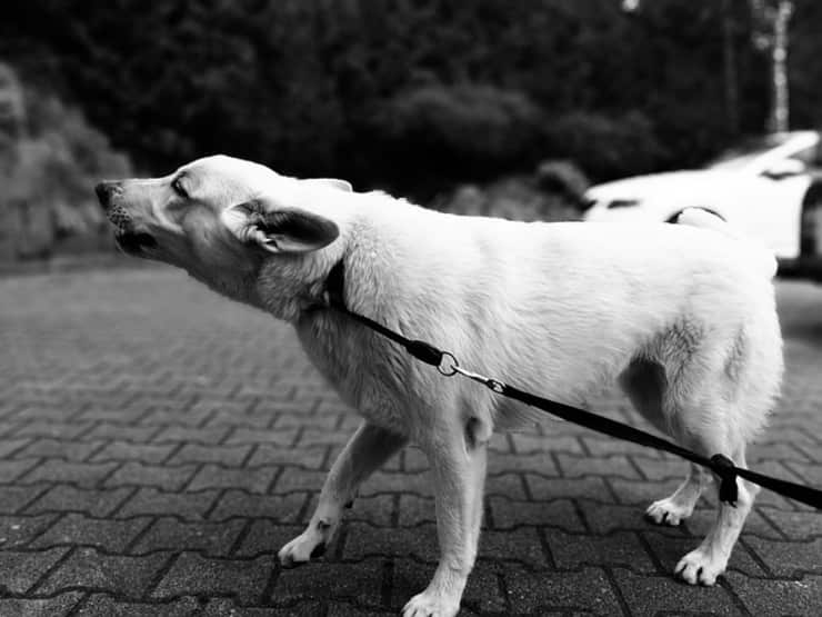 Cercano di rapire la bimba di 2 anni: il cane li morde e li mette in fuga(Foto Pixabay)