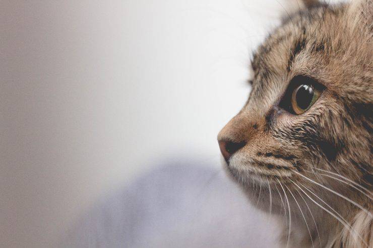 Il gatto non vuole entrare nella stanza