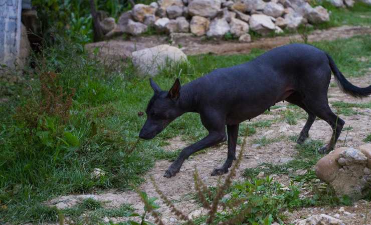 cane nudo peruviano 