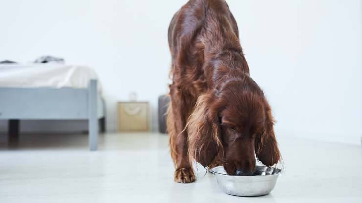 cane può mangiare la soia