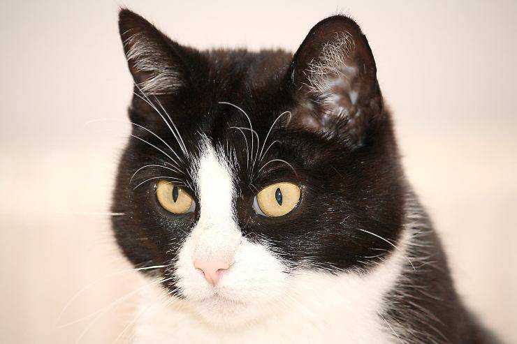 Il felino resta fermo
