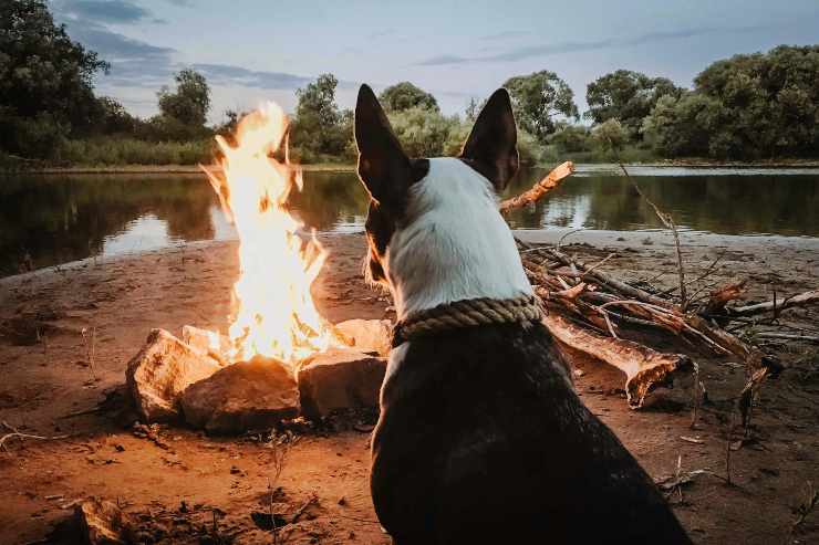 Il cane si siede accanto al fuoco Il cane si siede accanto al fuoco