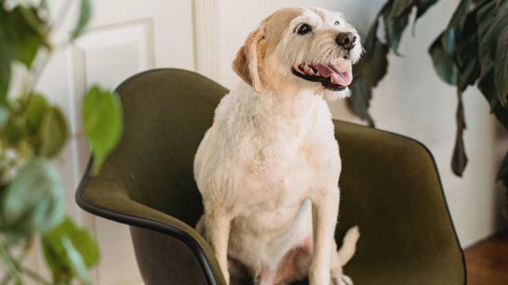 come il cane cerca di attirare l'attenzione