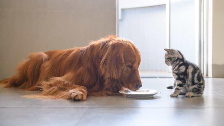 cosa pensa il gatto del cane