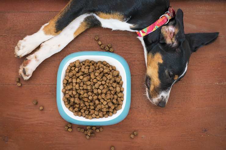 Crocchette per cani pressate a freddo