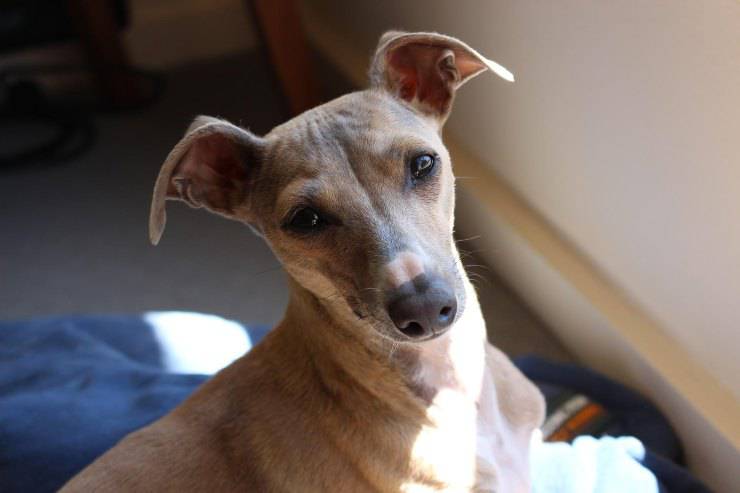 Fido guarda il padrone