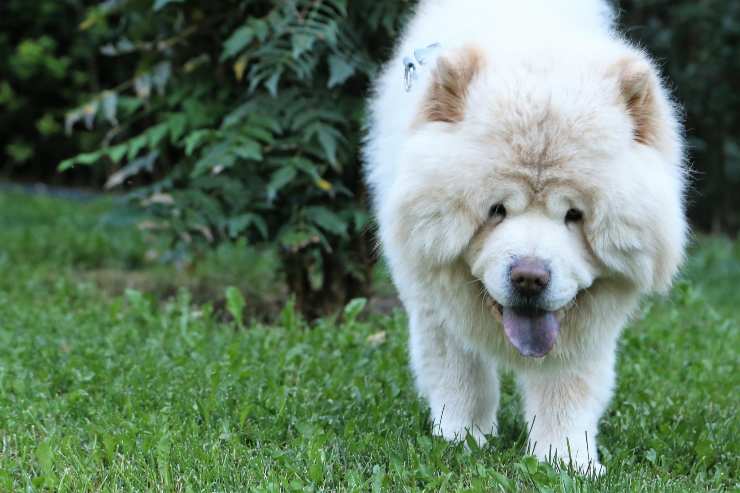 Peloso si muove sull'erba