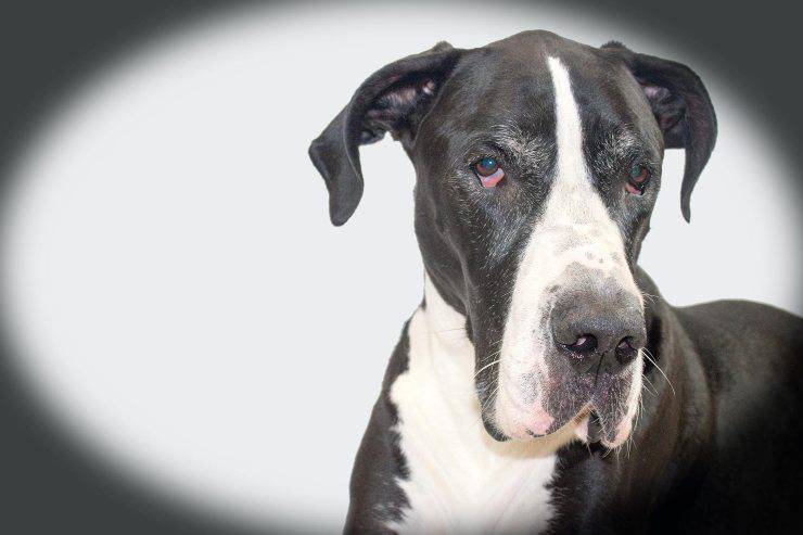 Il cane che ama i baci 
