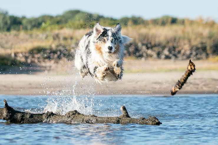 Il cane gioca al mare