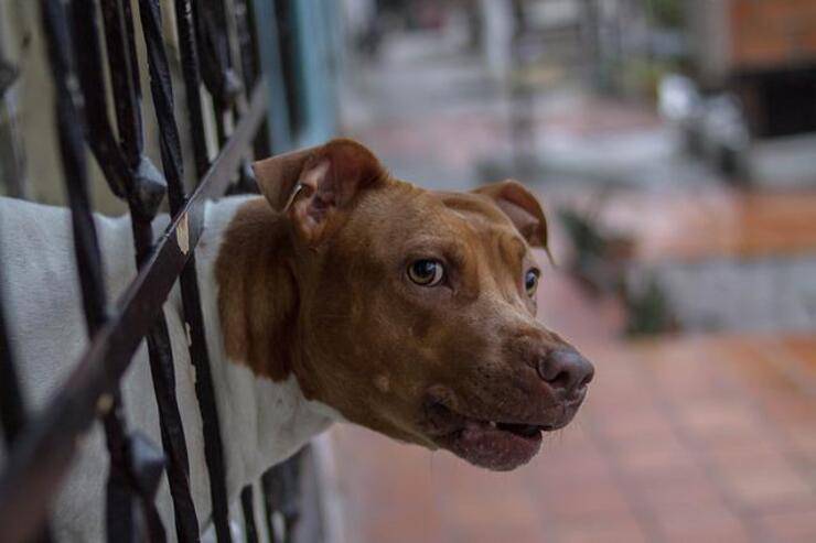 Condannato per crudeltà e per la detenzione di un cane da combattimento
