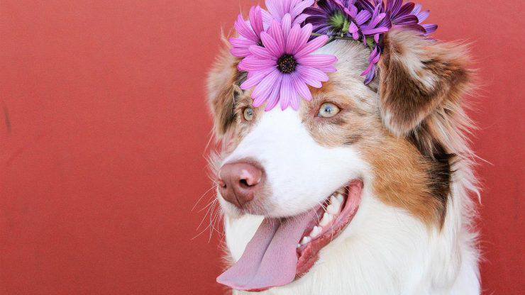 Cosa dare da mangiare al cane in primavera Alimentazione del cane in primavera