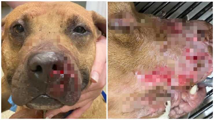 Padre e figlio organizzavano i combattimenti tra cani arrestati dalla polizia