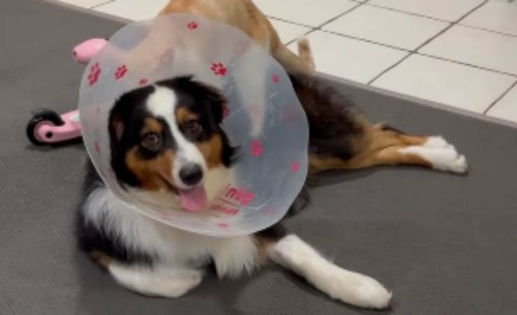 cane malato (Foto video Instagram)