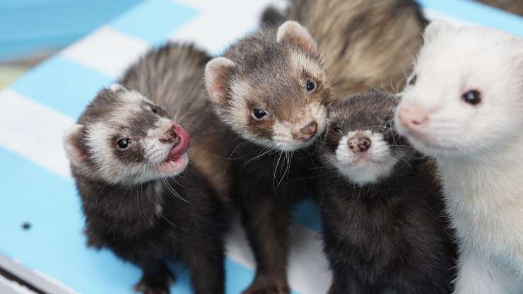 furetti