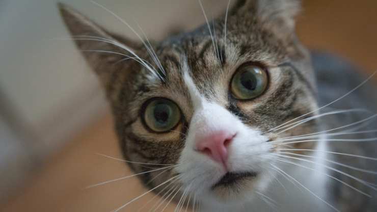 gatti capiscono le altre lingue