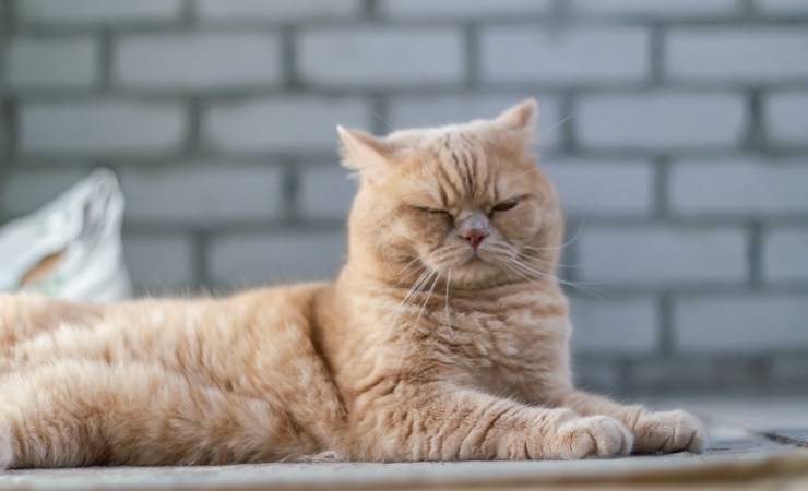 gatto apatico
