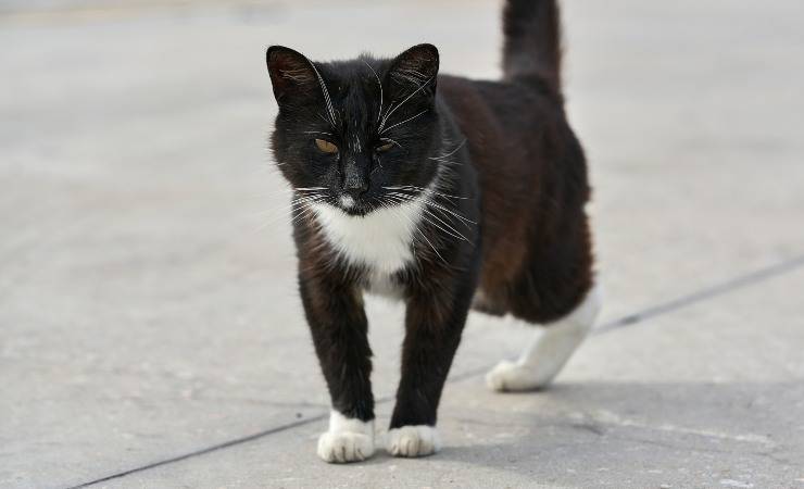 gatto con tumore