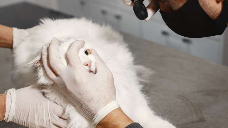 gatto dal veterinario