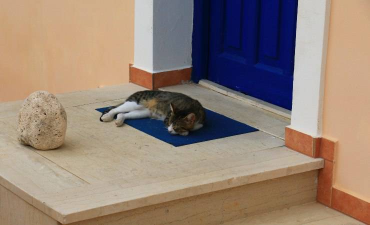 gatto dorme davanti porta