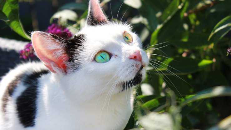 gatto piante