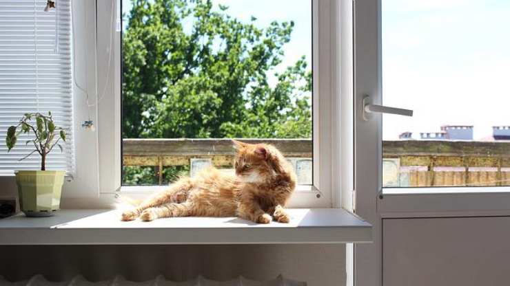 gatto relax