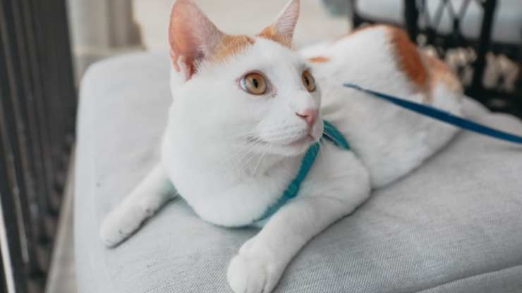gatto su sedia