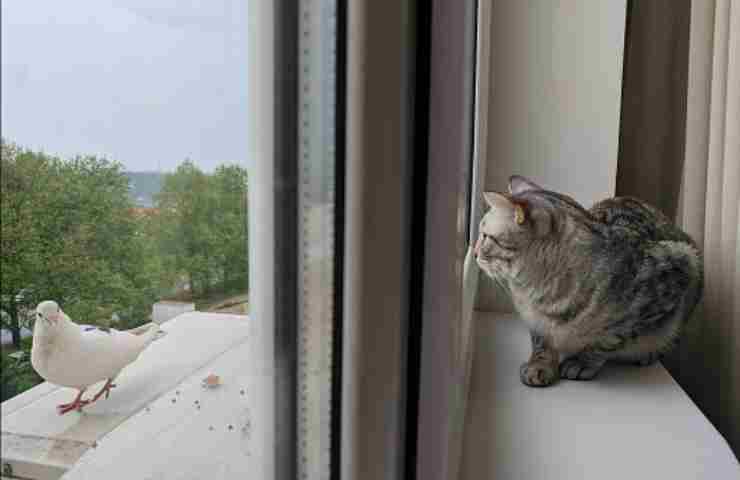 gatti in casa a causa di uccello raro