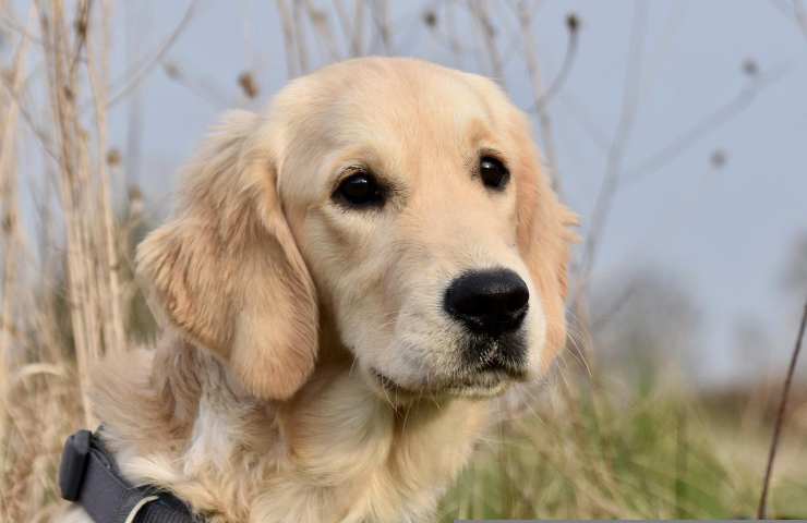 golden retriever