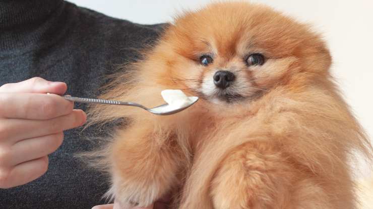 cane può mangiare la panna acida