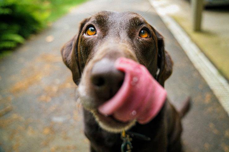 Il cane può mangiare le sottilette Il cane può mangiare le sottilette