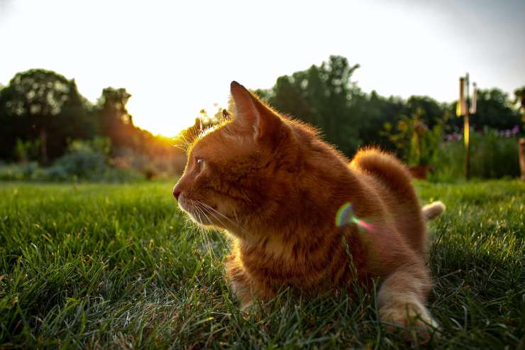 Razze di gatti per padroni esploratori Razze di gatti per padroni esploratori