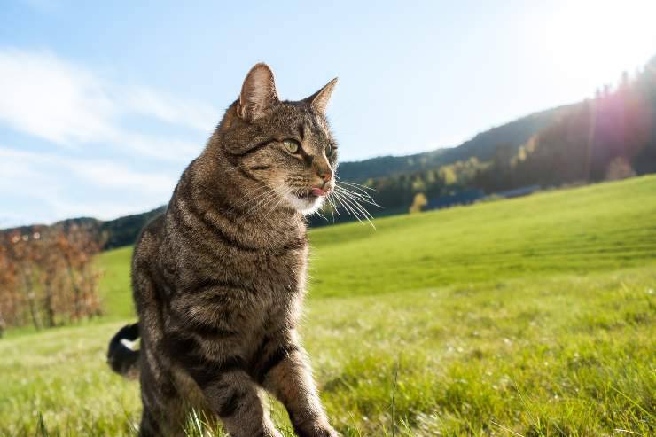 Razze feline per padroni esploratori