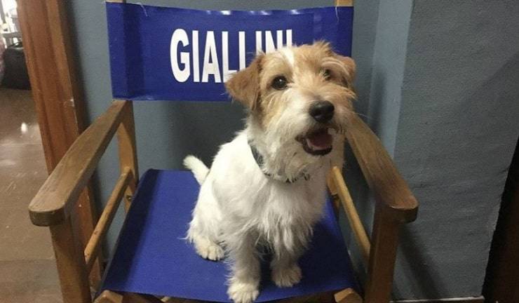 cane rocco schiavone