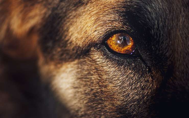 Guancia gonfia nel cane Guancia gonfia nel cane