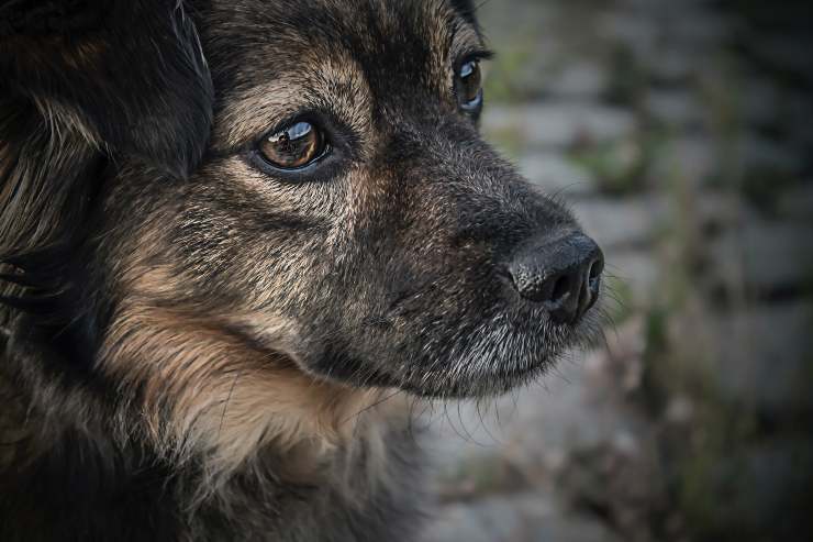 Il cane ha paura di tutto Il cane ha paura di tutto