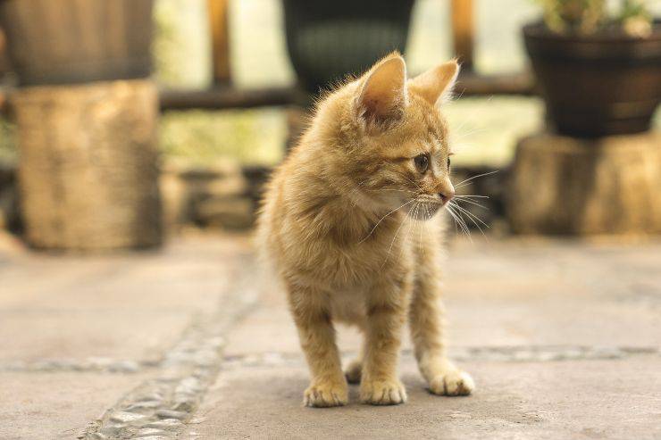 Perché il gatto ci segue in strada Perché il gatto ci segue in strada
