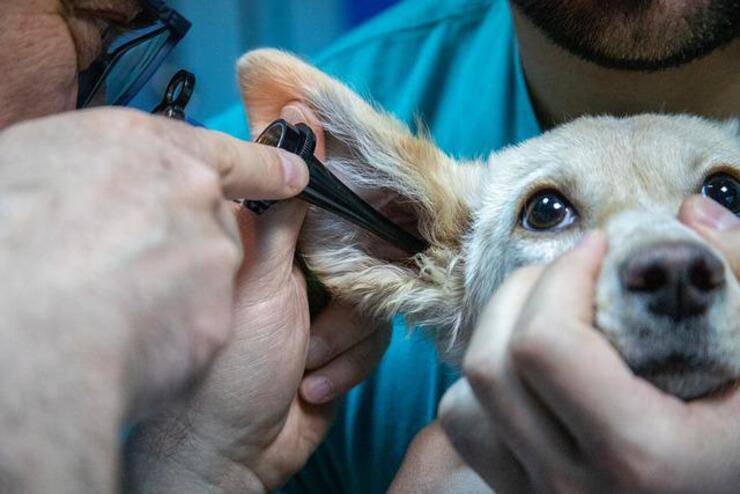 Detrazione spese veterinarie 2022 tutto quello che è c'è sapere