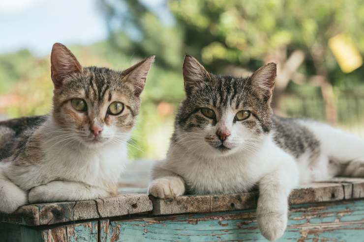 Gatti che amano stare al fresco Gatti che amano stare al fresco